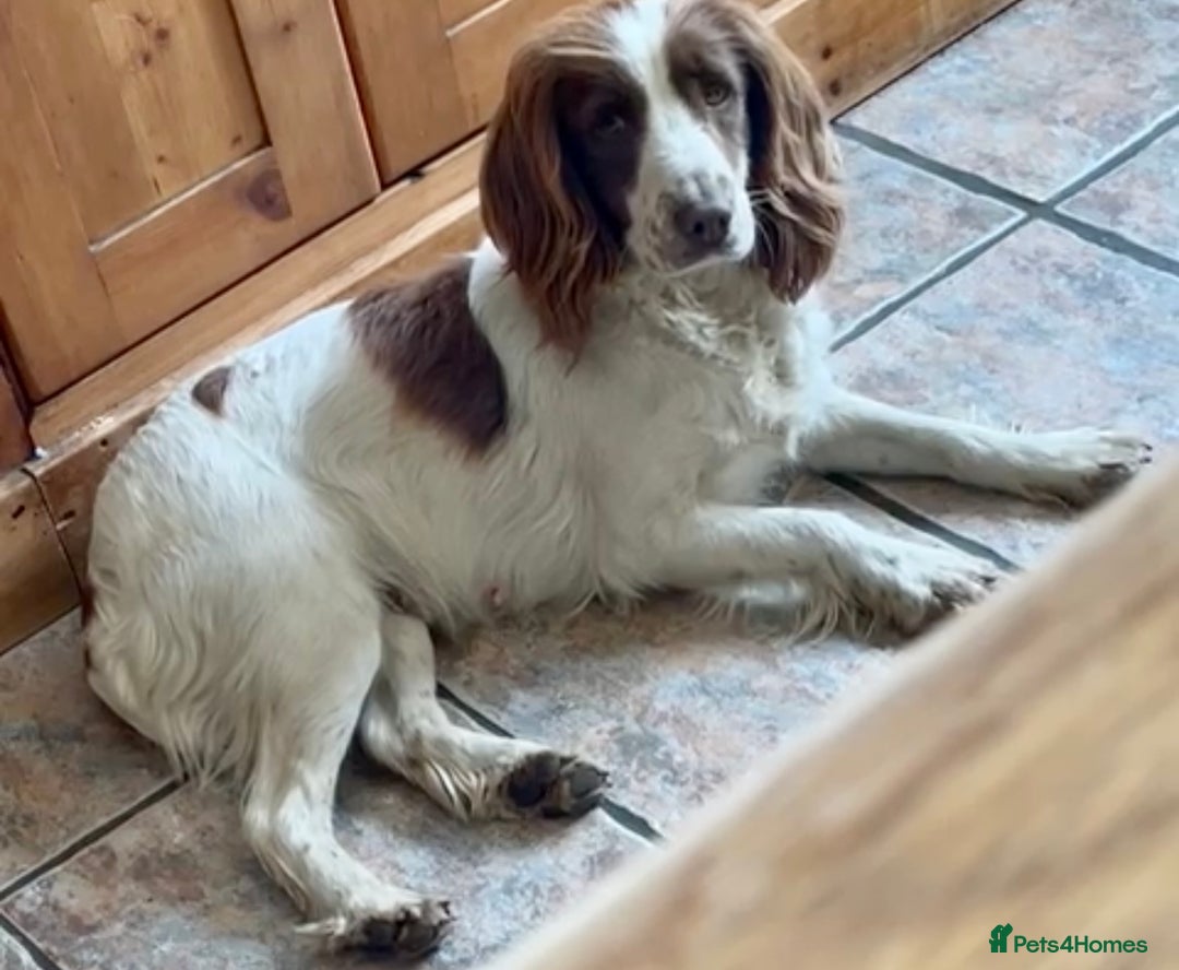 English Springer Spaniel dogs for sale: Adorable springer spaniels  - Image 6