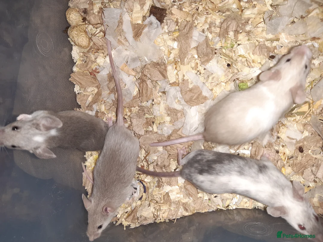 Mouse rodents for sale: Baby female fancy mice ready now - Advert 10