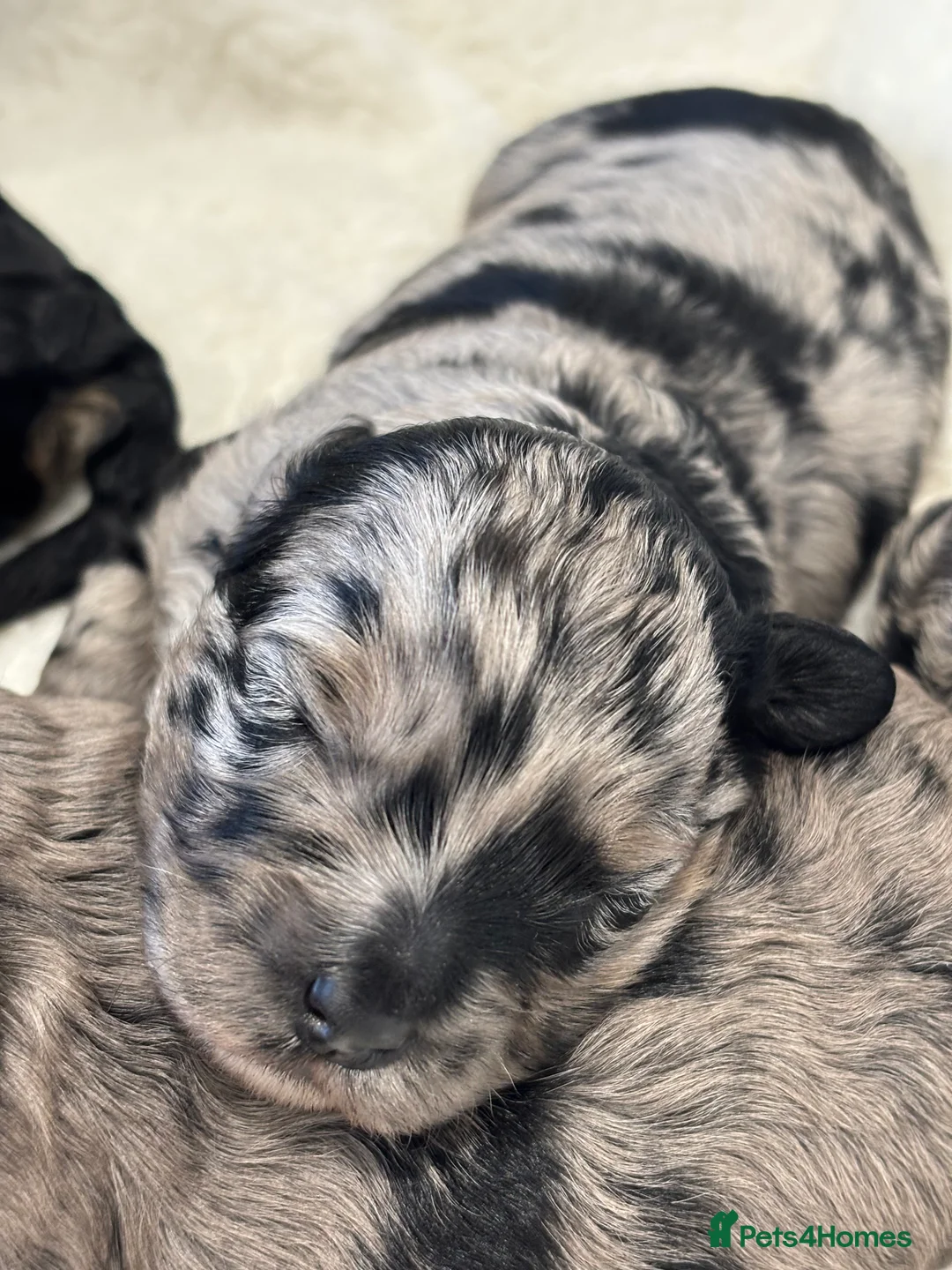 Maltipoo dogs for sale: 💎 Adorable Maltipoo Puppies ❤️ - Advert 6