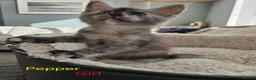 Maine Coon cats for sale: 12 Maine Coon kittens  - Advert 10