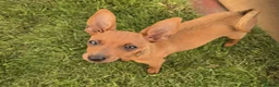 Miniature Pinscher dogs for sale: Min Pin Jesko Is Looking For His Forever Family 💙 - Advert 3