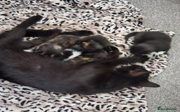 Mixed Breed cats for sale: Need a home - Image 7