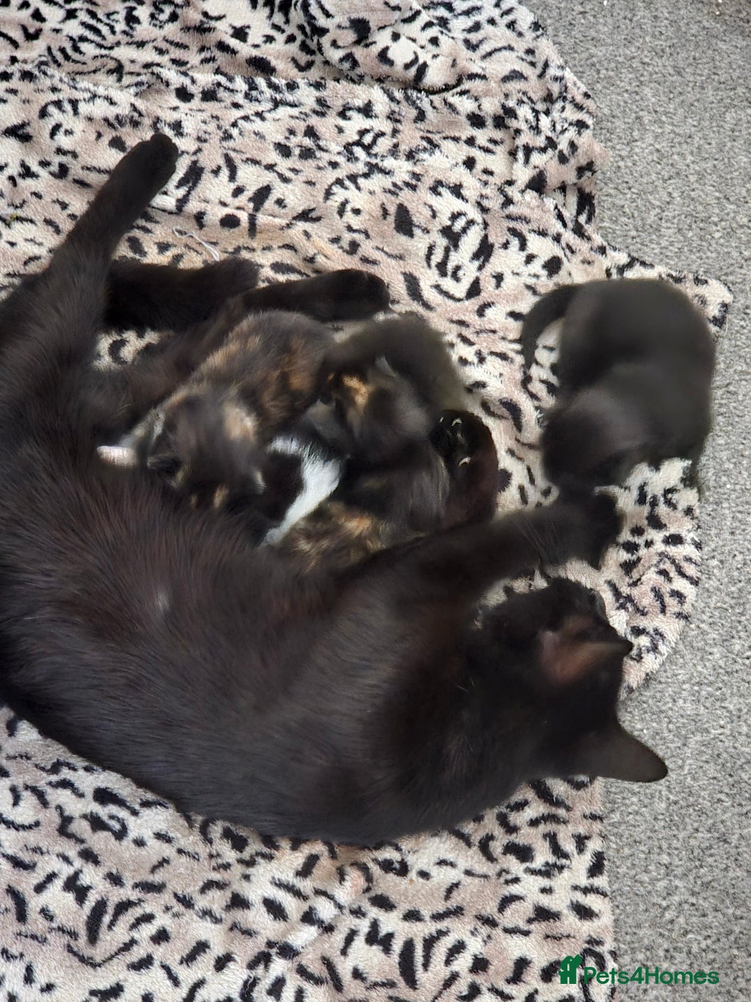 Mixed Breed cats for sale: Need a home - Image 7