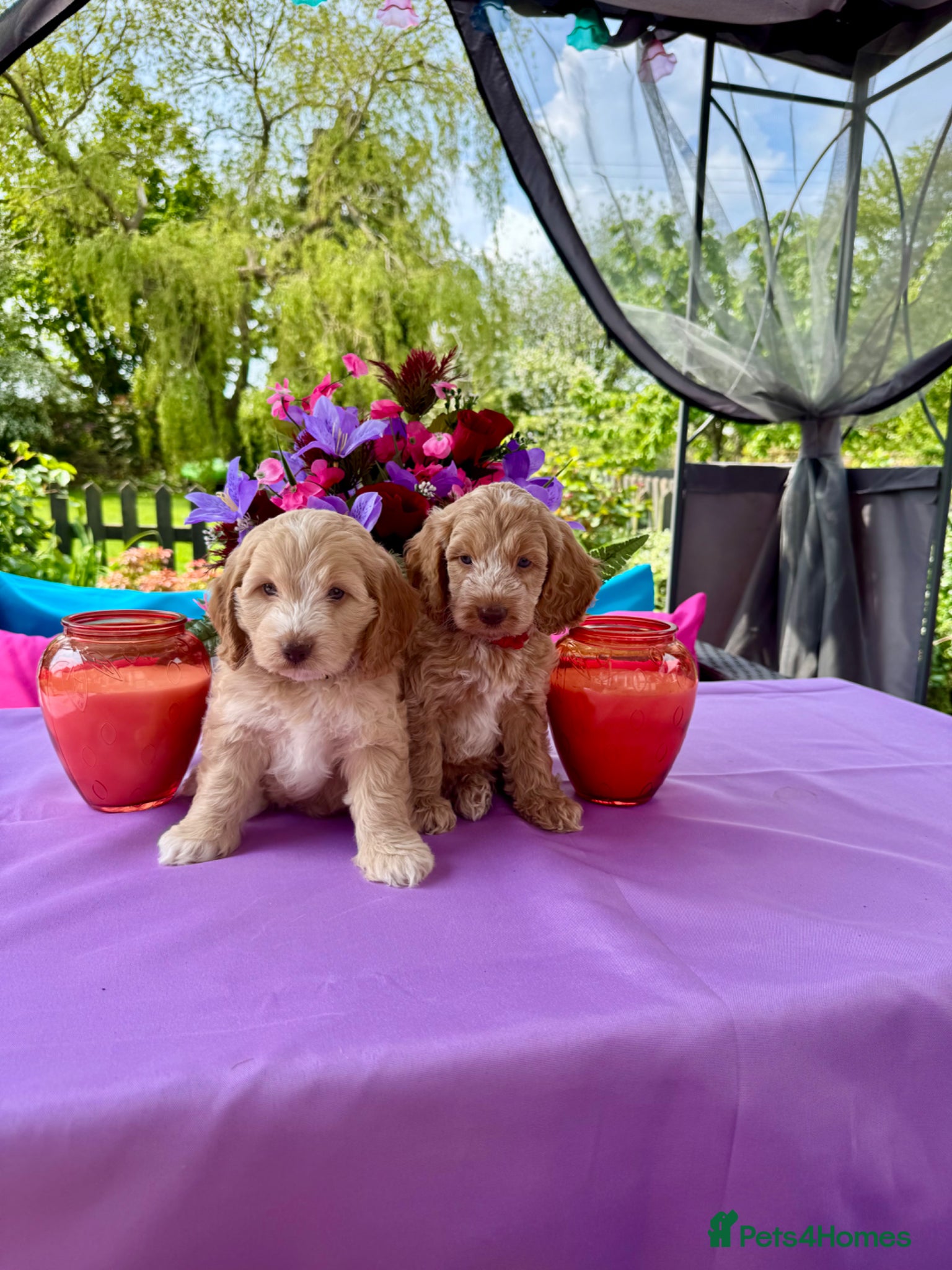 Cockapoo dogs 2 left gorgeous f1 apricot Cockerpoos  - Advert 4