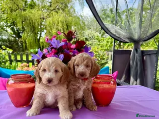 Cockapoo dogs 2 left gorgeous f1 apricot Cockerpoos - Advert 4