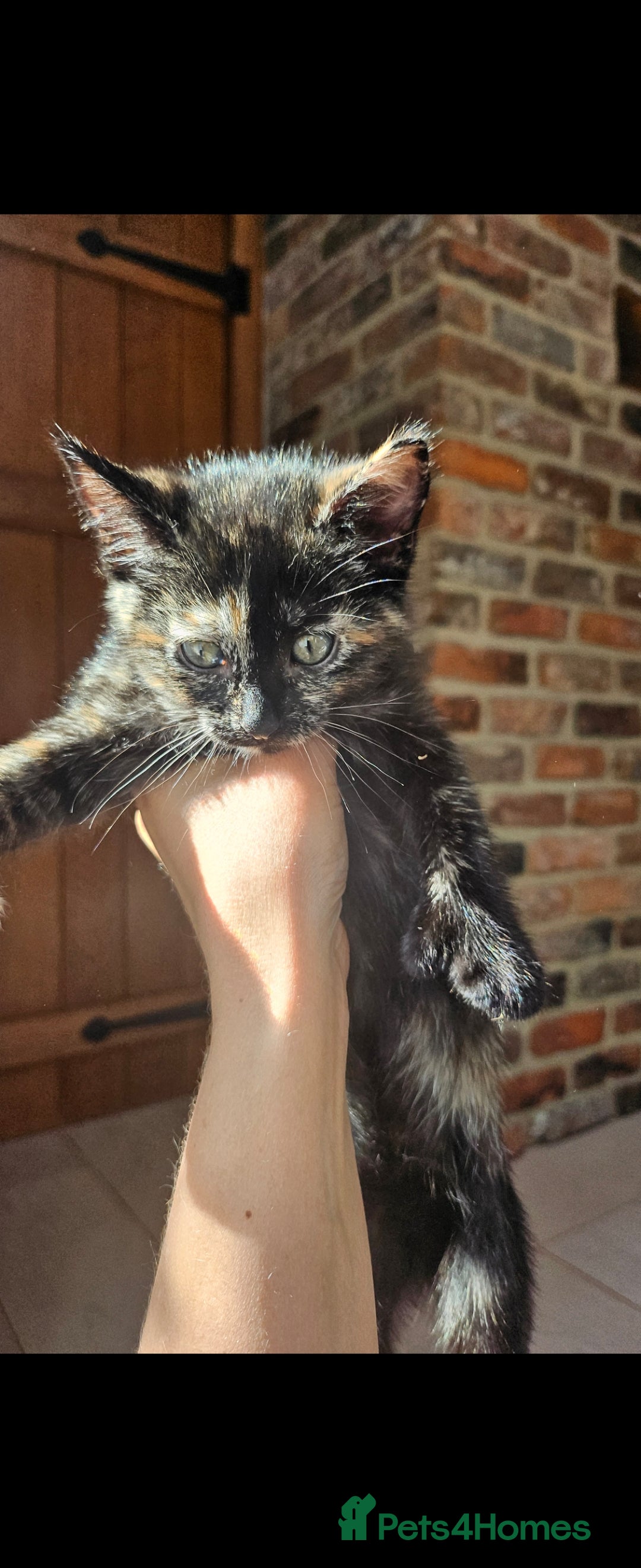 Mixed Breed cats for sale: One Tortie Girl left | Ragdoll mix - Image 4