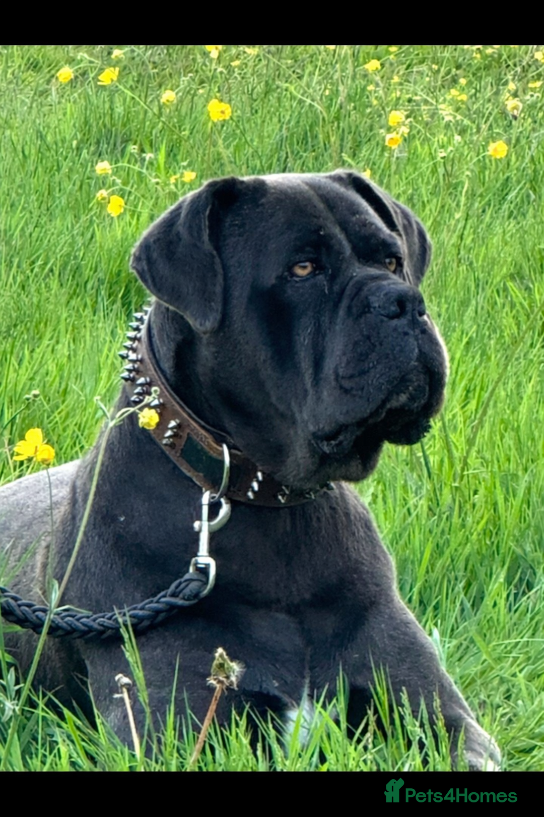 Cane Corso dogs for stud: For stud  - Advert 1