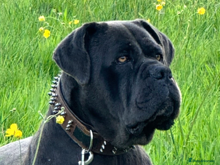 Cane Corso dogs For stud - Advert 1