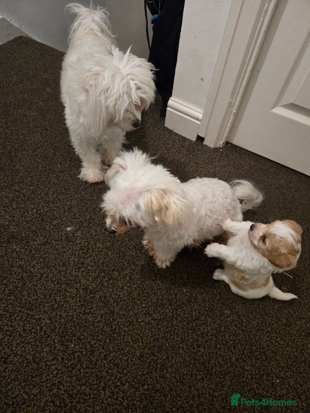 Maltese dogs for sale: Bichon Maltese Puppies,1 Male,2 Females,1 Mini Toy - Advert 3