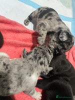 French Bulldog dogs - Advert 5