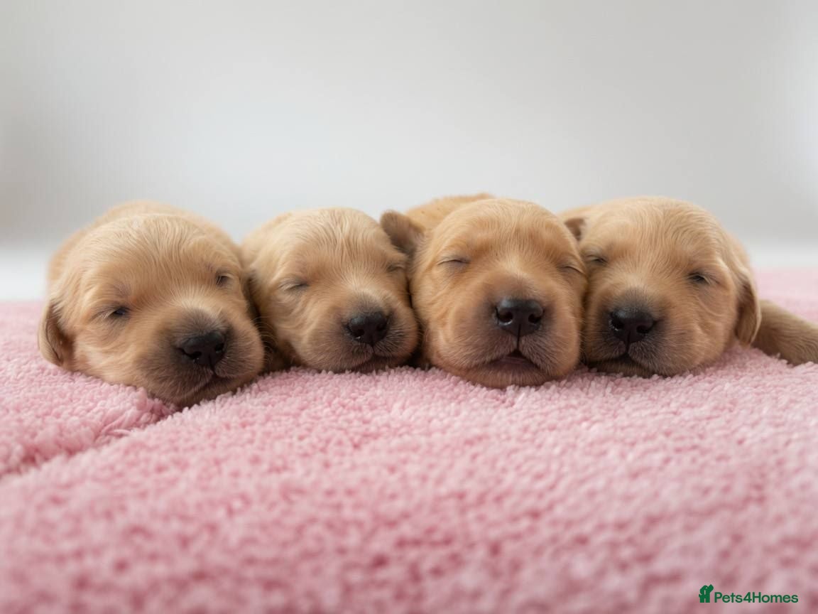 Golden Retriever dogs Beautiful Golden Retriever Puppies - Advert 1