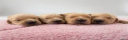 Golden Retriever dogs for sale: Beautiful Golden Retriever Puppies - Advert 1