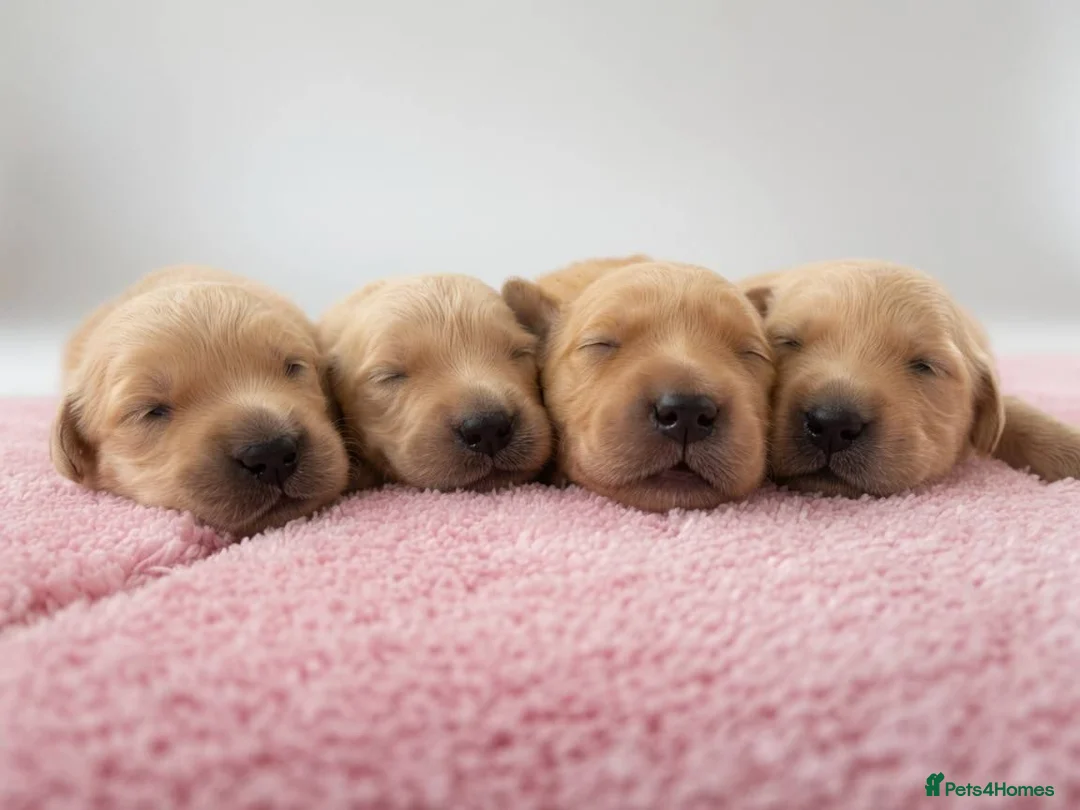 Golden Retriever dogs for sale: Beautiful Golden Retriever Puppies - Advert 1