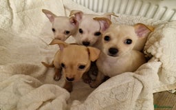 Chihuahua dogs for sale: 4 beautiful chihuahua pups  - Image 2