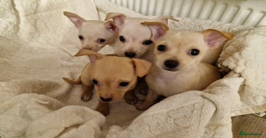 Chihuahua dogs - Advert 15