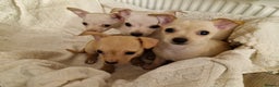 Chihuahua dogs for sale: 4 beautiful chihuahua pups  - Advert 2