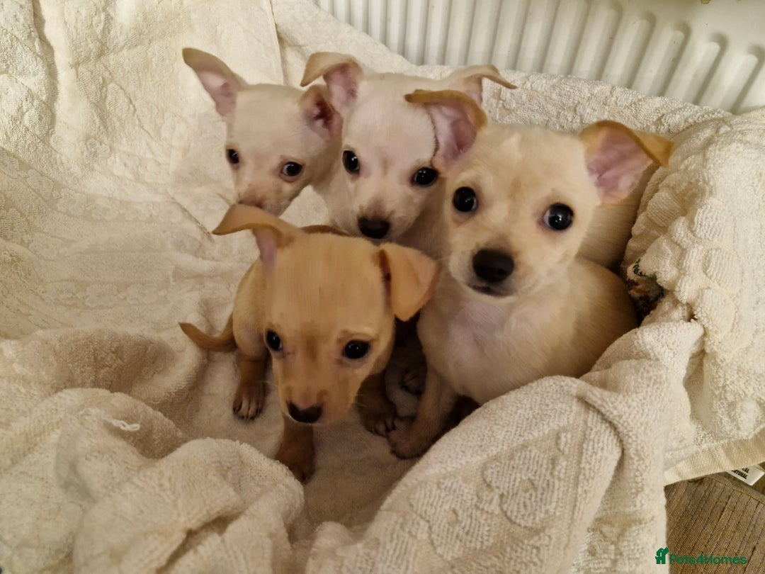 Chihuahua dogs for sale: 4 beautiful chihuahua pups  - Image 2