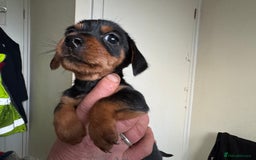 Mixed Breed dogs for sale: Minituar yorkie cross dashound puppies - Image 12