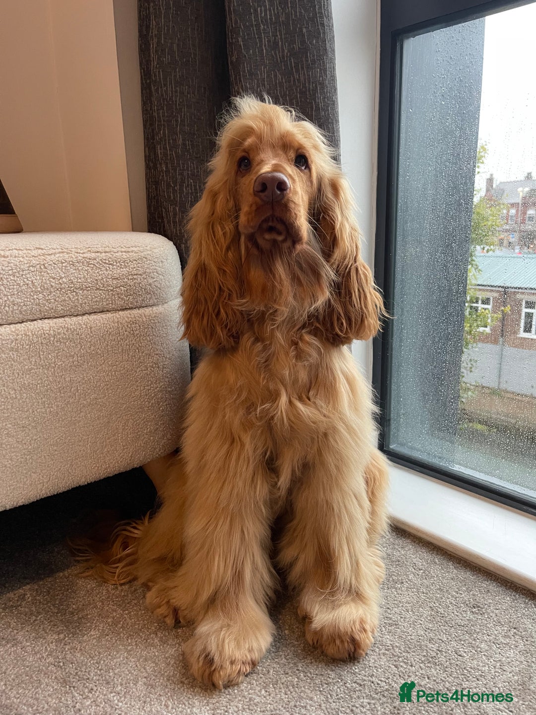 Cocker Spaniel dogs for stud: Stunning KC red show cocker spaniel for stud - Advert 3