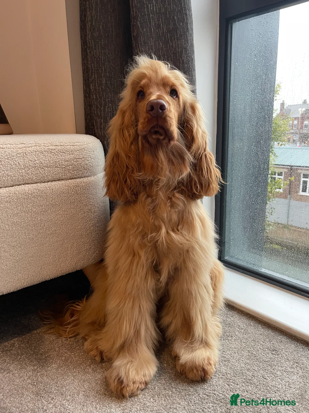 Cocker Spaniel dogs for stud: Stunning KC red show cocker spaniel for stud - Advert 3