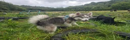 Pomsky dogs for sale: Pomsky Puppys For Sale - Advert 10