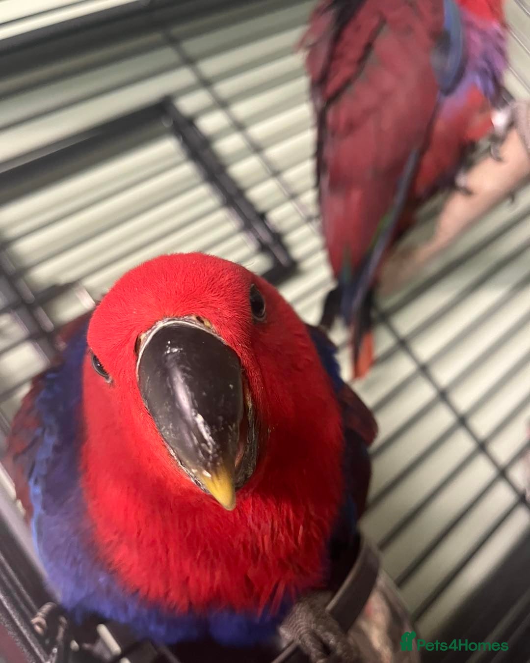 Parrots birds Amazing eclectus available. - Advert 2