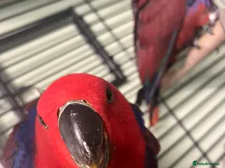 Parrots birds Amazing eclectus available. - Advert 2