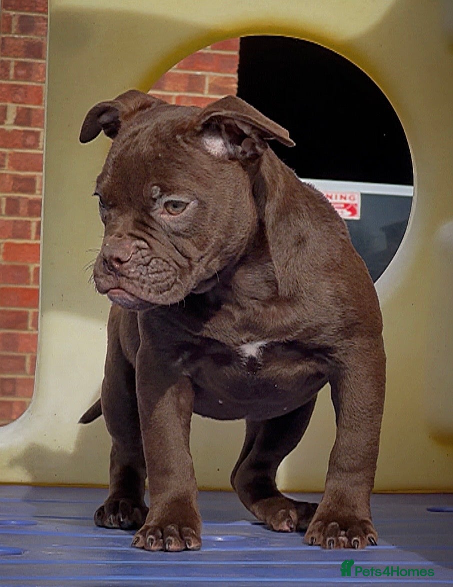 Olde English Bulldogge dogs 23 years experience 5⭐️Rated licensed  - Advert 1