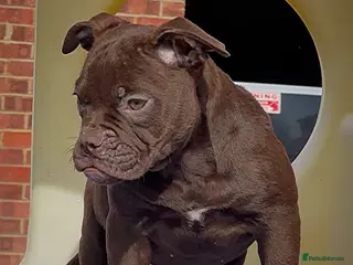 Olde English Bulldogge dogs 23 years experience 5⭐️Rated licensed - Advert 1