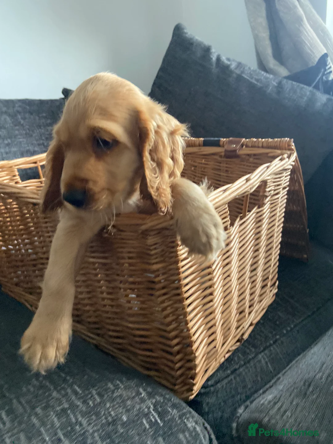 Cocker Spaniel dogs for sale: Cocker spaniel puppies  in York - Advert 4
