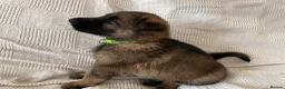 German Shepherd dogs for sale: GERMAN SHEPHERD PUPS WORKING LINE in Wigan - Advert 8