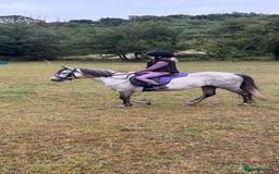 Welsh Section A horses for sale: 7 year old Welsh Part Bred - Image 2