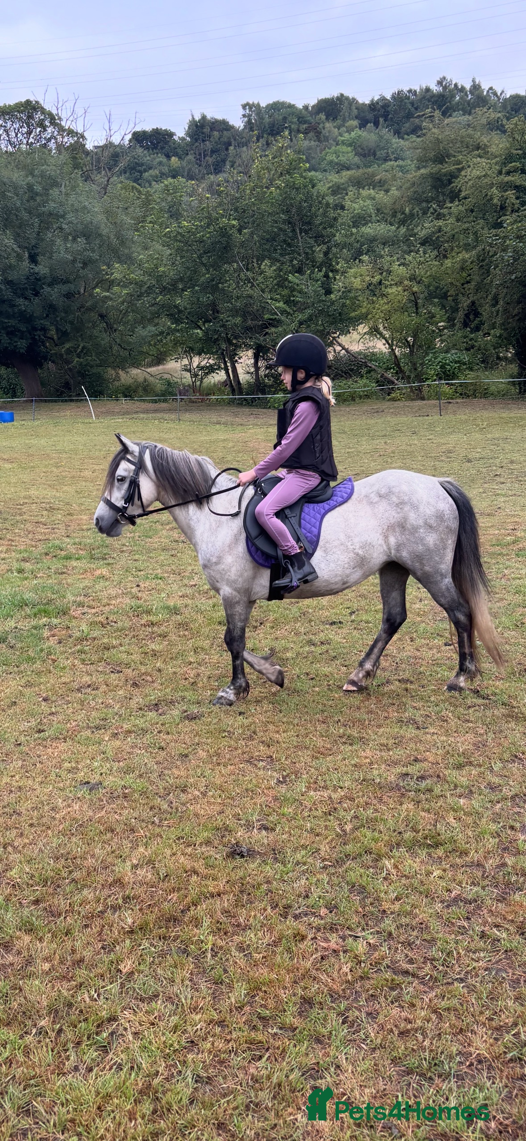 Welsh Section A horses for sale: 7 year old Welsh Part Bred - Image 2