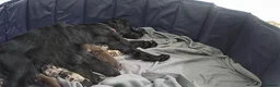Cocker Spaniel dogs for sale: 🐾 STUNNING MERLE/CHOC/BLACK COCKER SPANIELS 🐾  - Advert 12