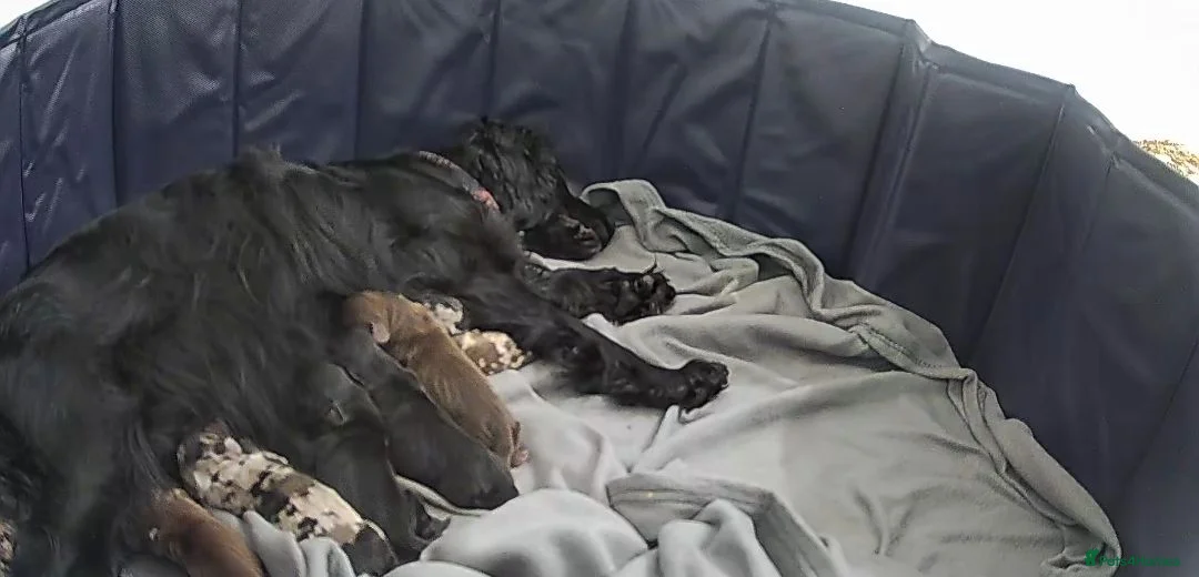 Cocker Spaniel dogs for sale: 🐾 STUNNING MERLE/CHOC/BLACK COCKER SPANIELS 🐾  - Advert 12