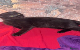 Mixed Breed cats for sale: Black scottish fold  - Image 31