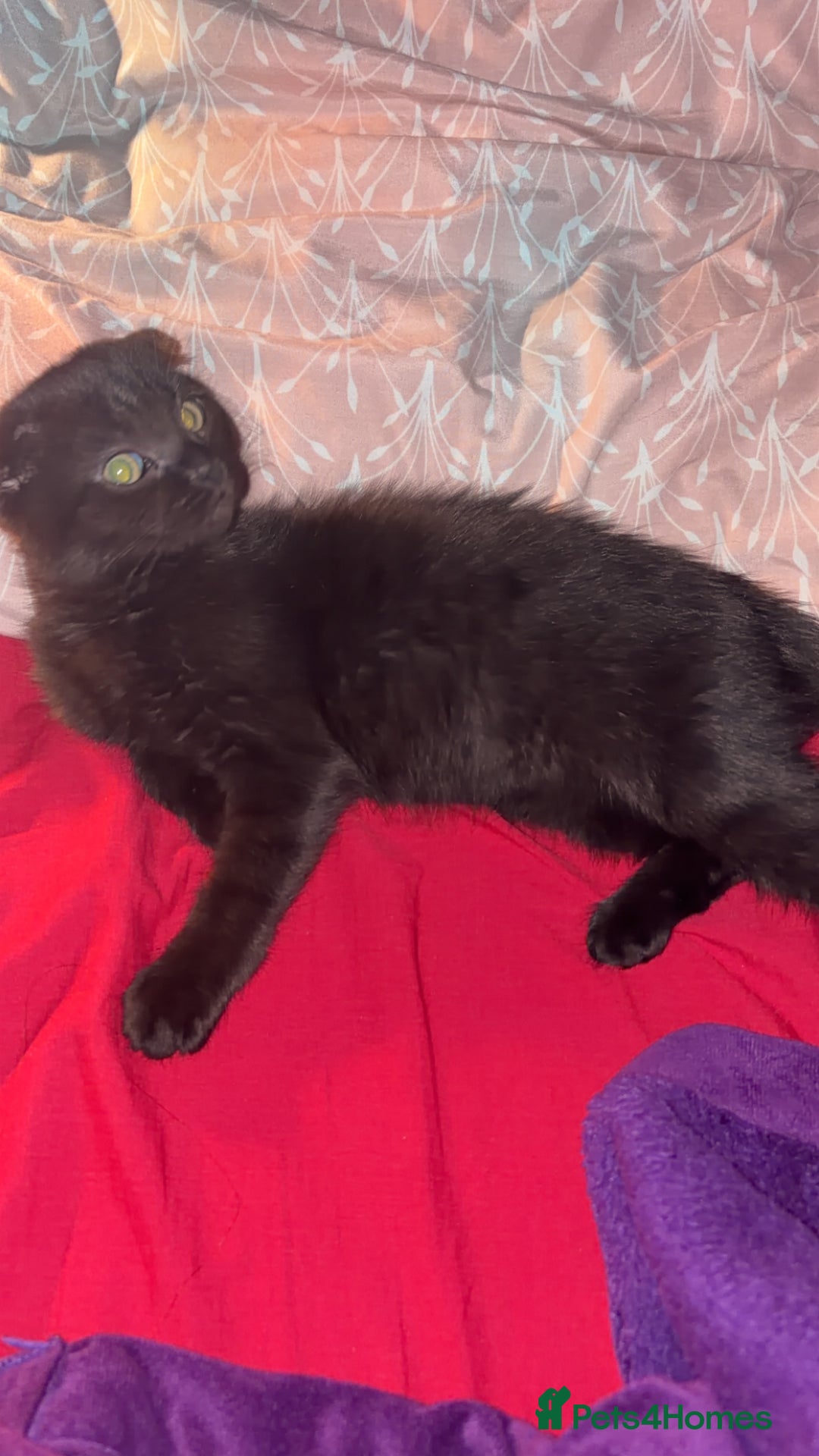 Mixed Breed cats for sale: Black scottish fold  - Image 31