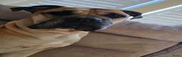 Mixed Breed dogs for sale: Mastiff Bordeaux Puppies - Advert 3