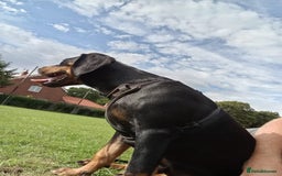 Mixed Breed dogs for sale: Cockador 8 months old - Image 5
