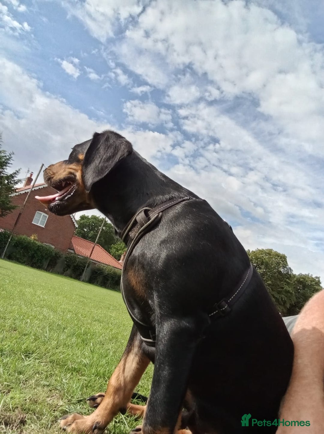 Mixed Breed dogs for sale: Cockador 8 months old - Image 5