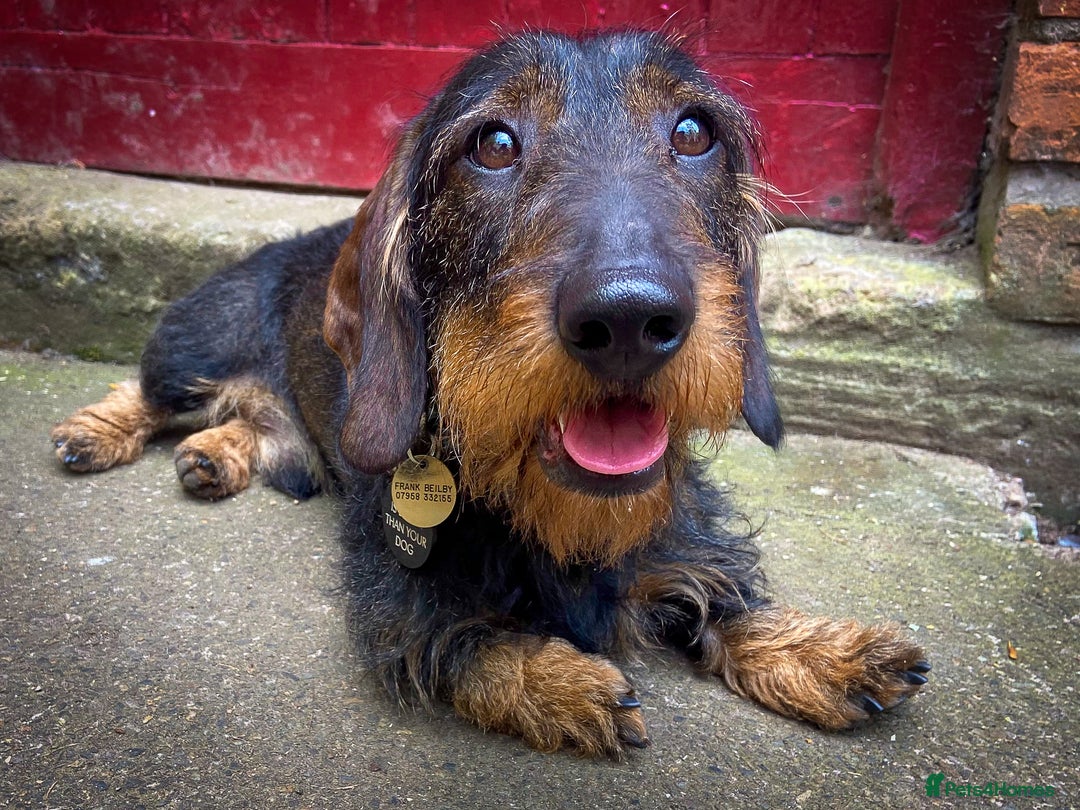 Dachshund dogs for sale: KC Standard Wire-haired Dachshund puppies - Image 15