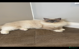 Ragdoll cats for sale: Beautiful blue mitt ragdoll - Image 2