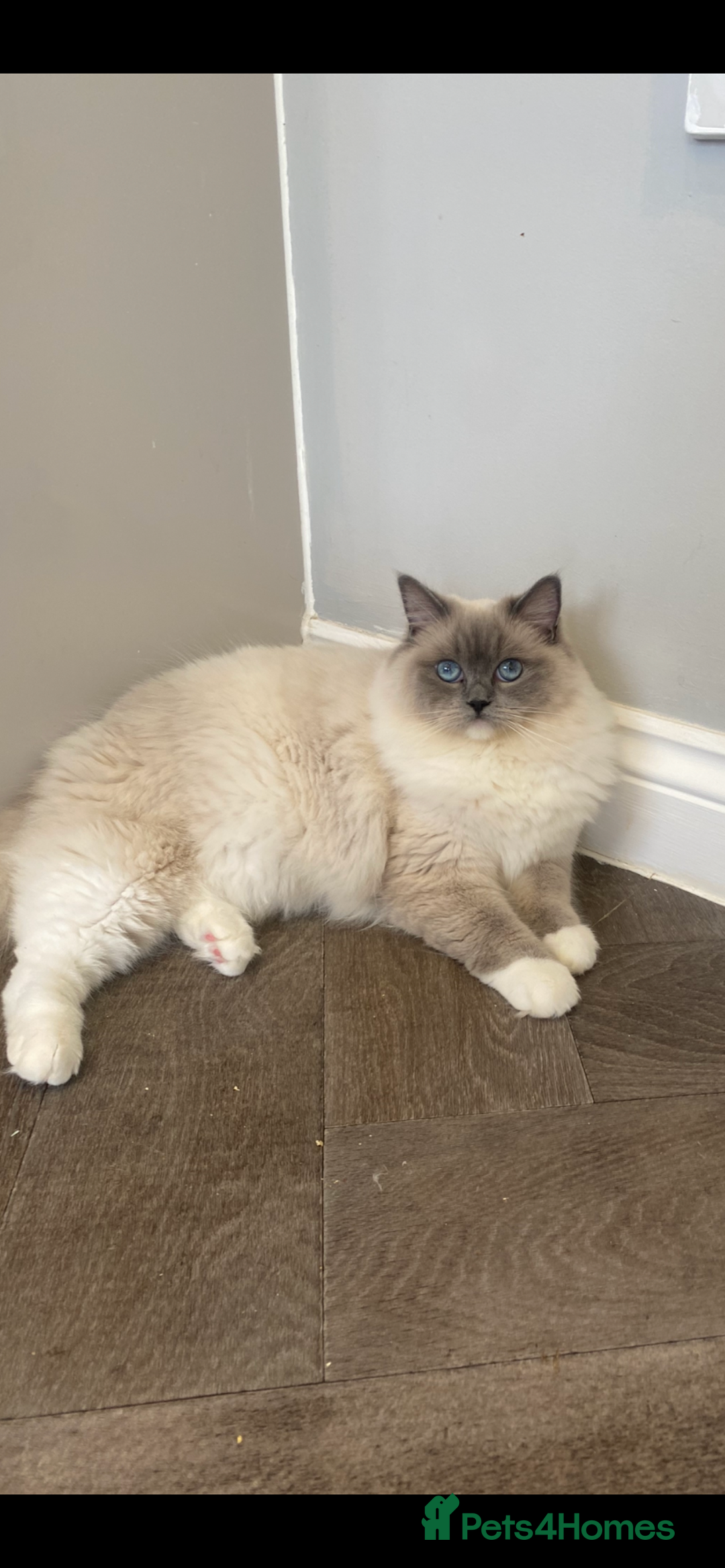 Ragdoll cats for sale: Beautiful blue mitt ragdoll - Image 2