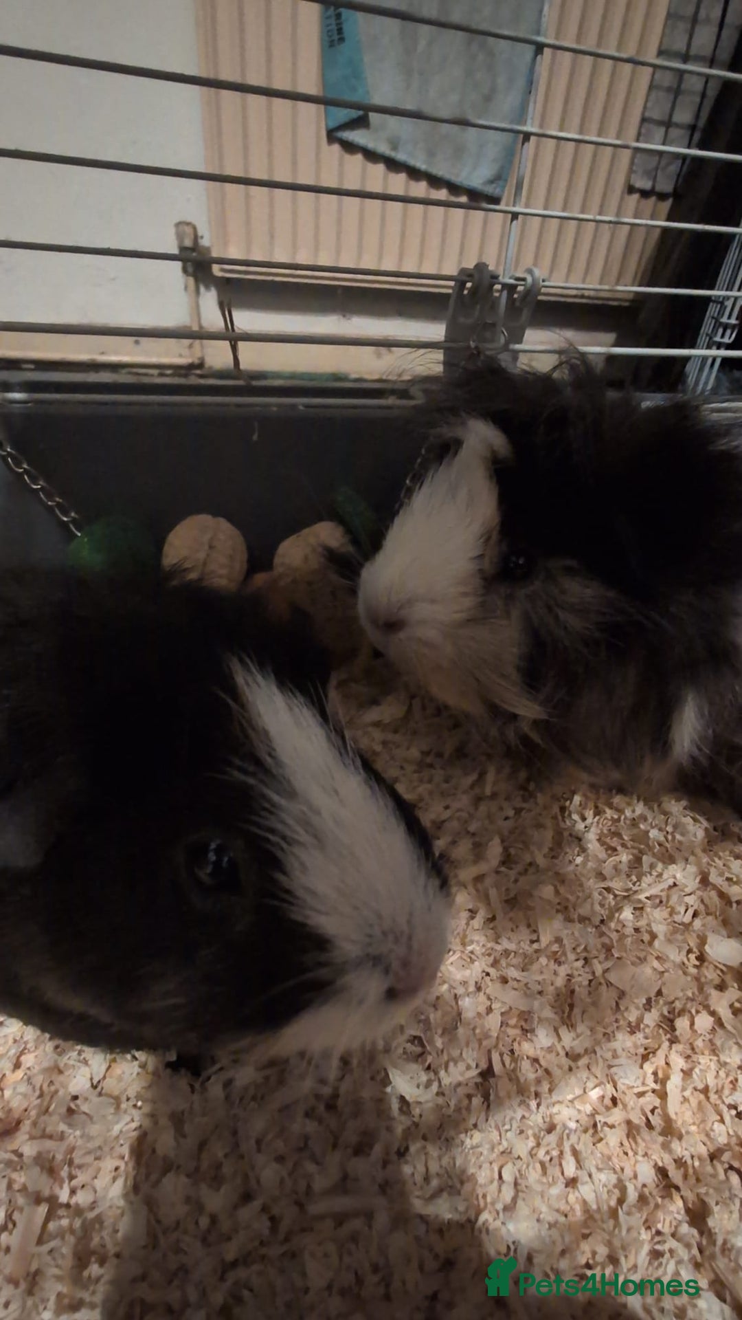 Guinea Pig rodents for sale: Two male guinea pigs and set up for sale  - Advert 12
