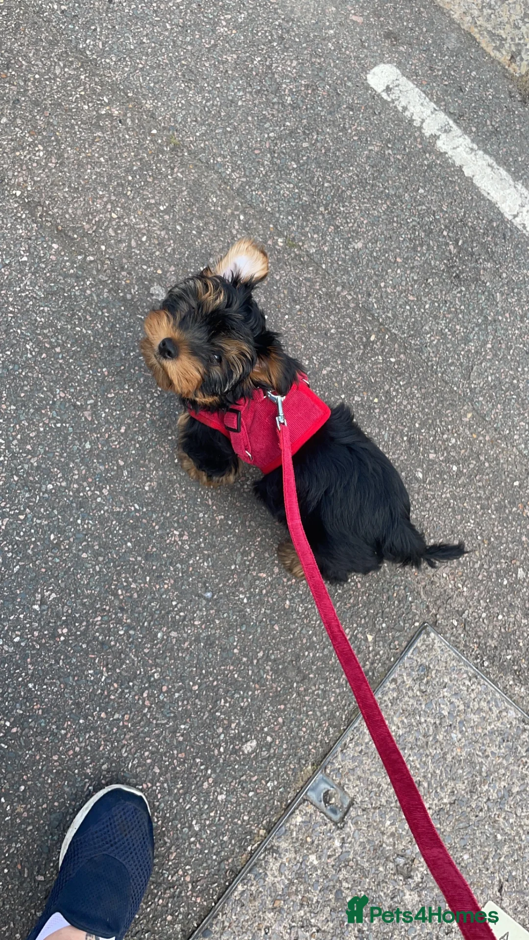 Yorkshire Terrier dogs for stud: Full size Yorkshire Terrier for Stud  - Advert 11