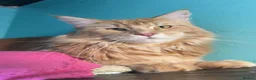 Maine Coon cats for stud: Stunning Russian line cream tabby for stud - Advert 2