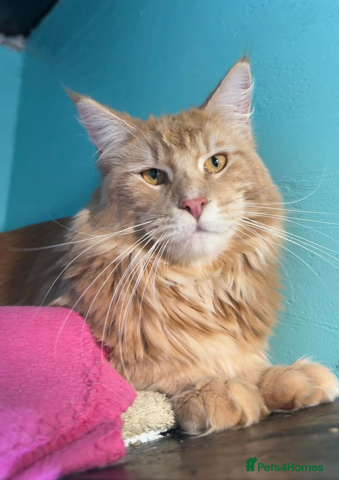 Maine Coon cats for stud: Stunning Russian line cream tabby for stud - Advert 2