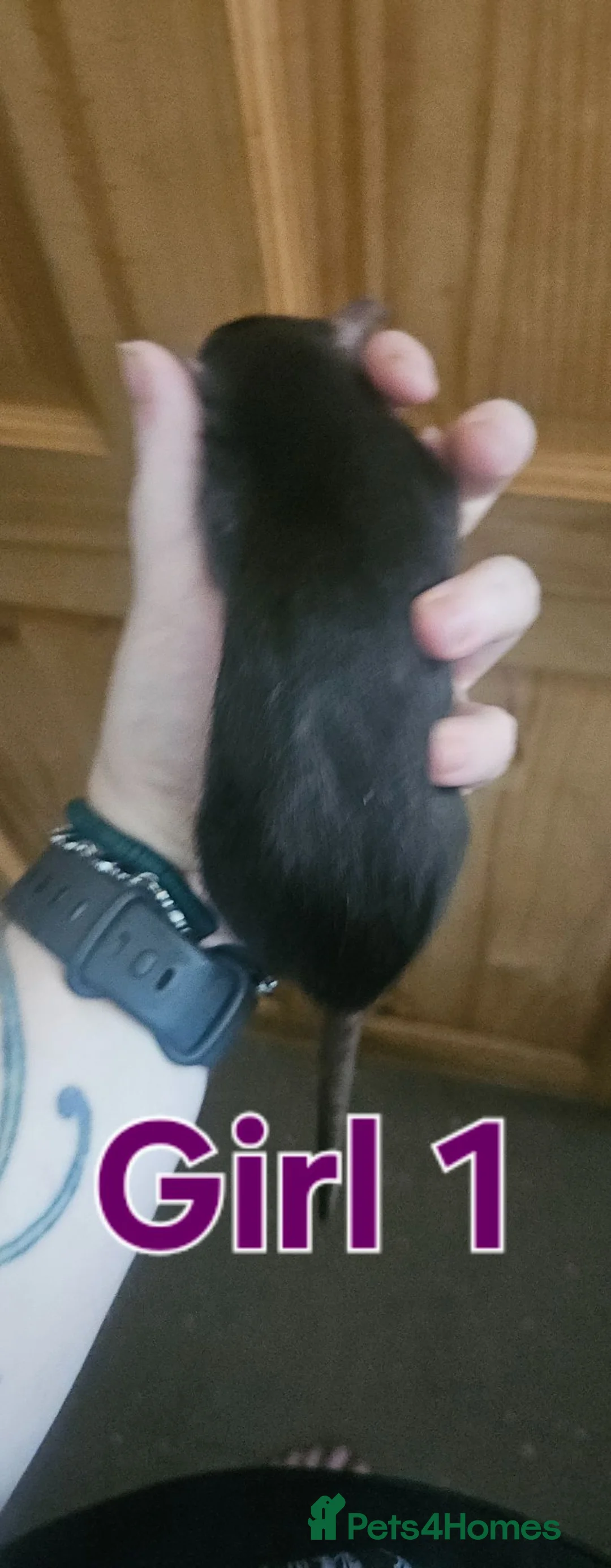 Rat rodents for sale: Young rats for sale - Advert 12