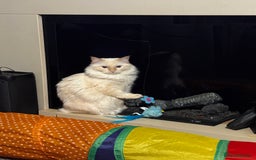 Ragdoll cats for sale: 1 year old ragdoll boy Indoor only  - Image 1