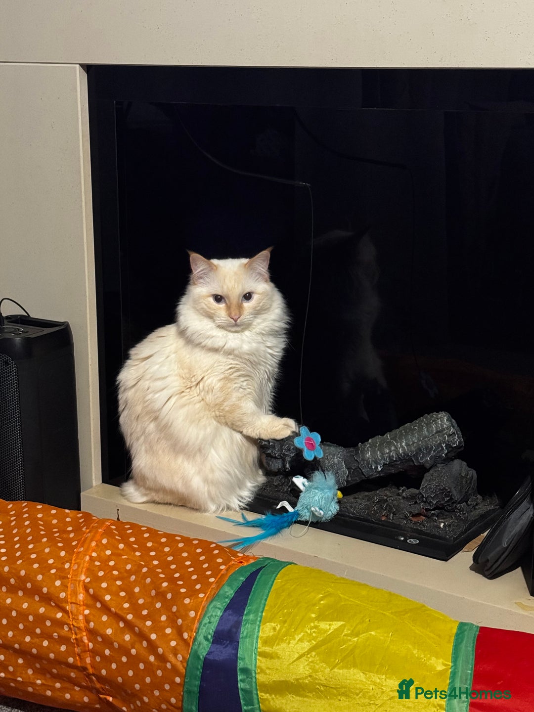 Ragdoll cats for sale: 1 year old ragdoll boy Indoor only  - Image 1